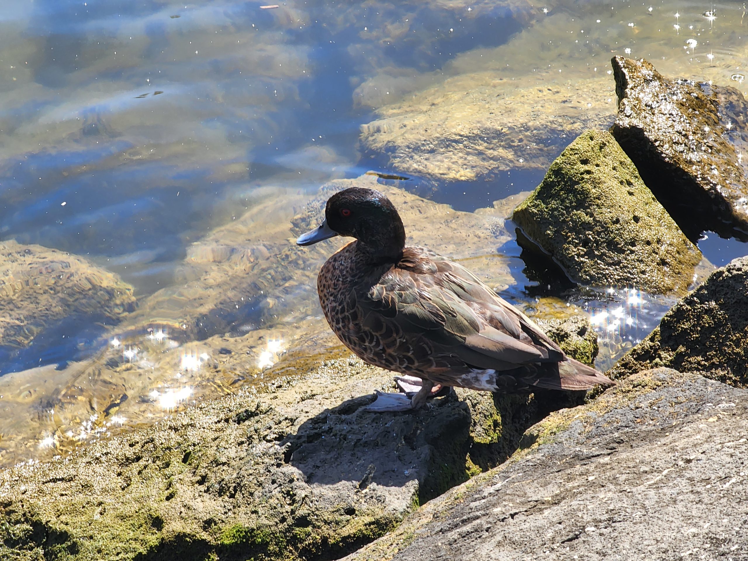 A duck stands on a rock near some glittering water