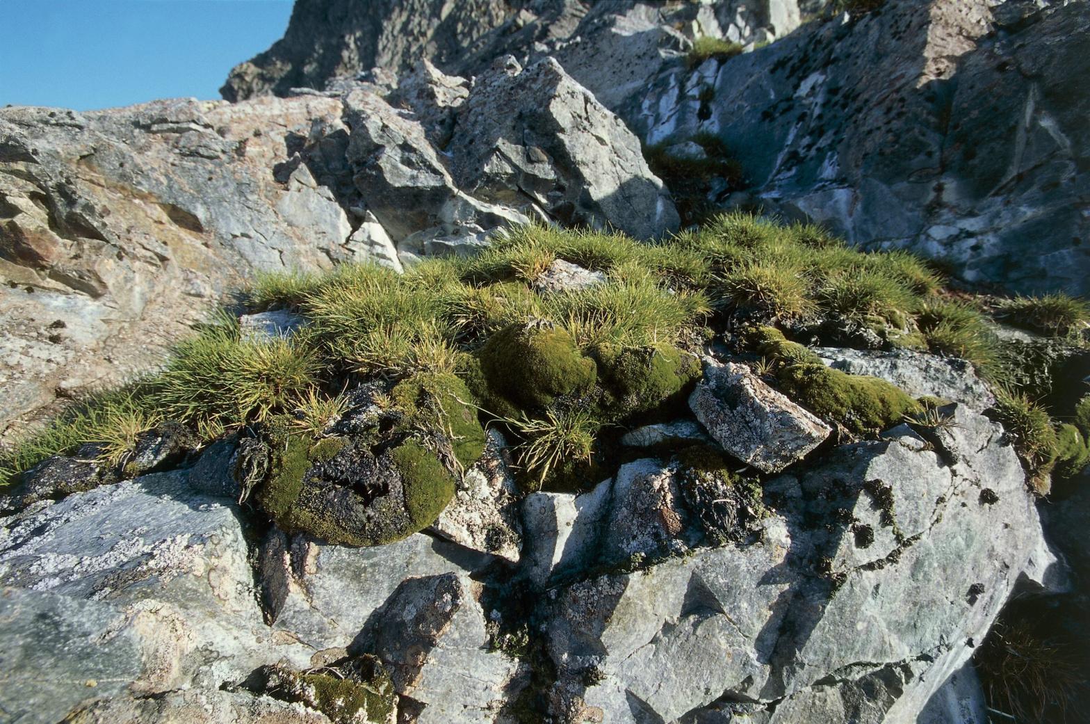 Antarctic hair grass growing on rocks at Couverville Island, Antarctica.