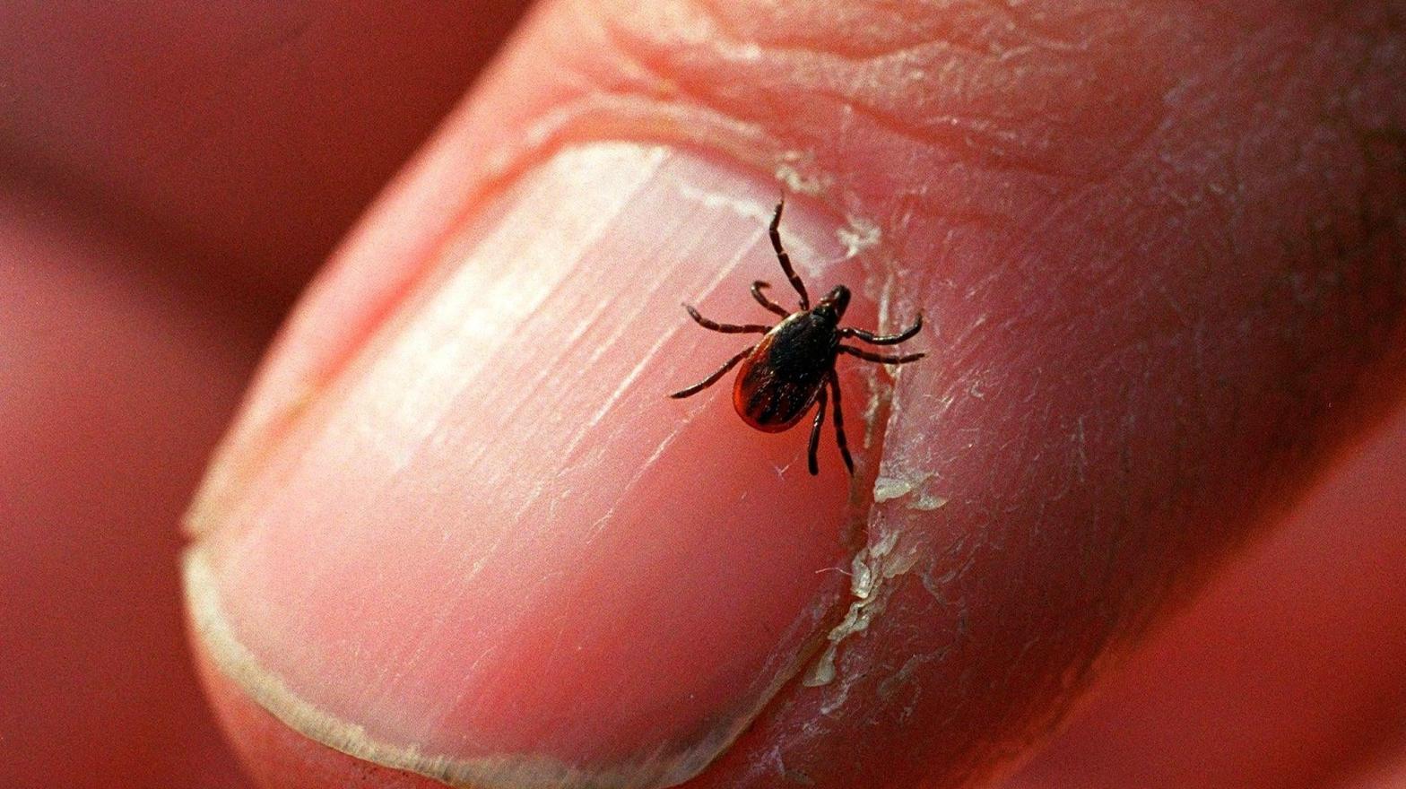 An adult deer tick at Connetquot State Park in Oakdale, New York on December 27, 2011. (Photo: Bill Davis/Newsday RM, Getty Images)
