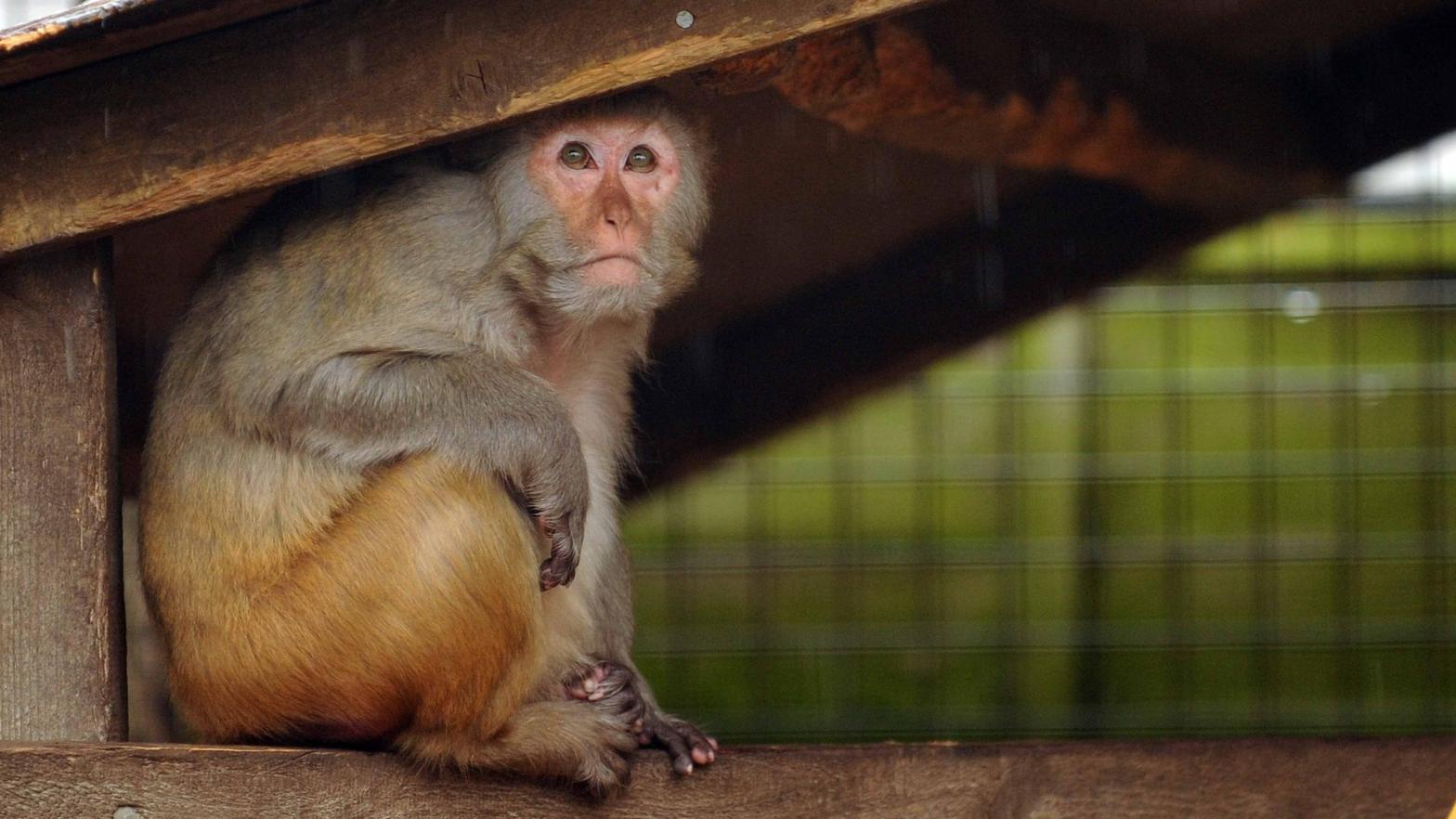 A Rhesus Monkey takes shelter in his enclosure as rain begins to fall, at the Drayton Park Manor zoo, August 28, 2011. (Photo: NTI., Getty Images)