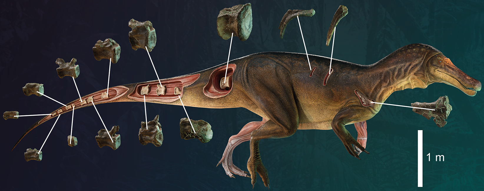 Diagram showing some of the recovered fossils and the body shape of the new Spinosaurus, named  Iberospinus natarioi. (Image: Mateus, Estraviz-López et al., 2022, PLOS ONE, CC-BY 4.0)