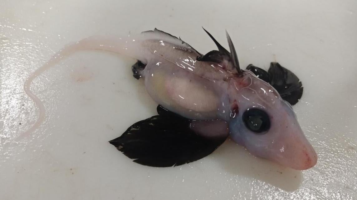 The recovered baby ghost, formally known as a chimaera.  (Photo: Brit Finucci/NIWA)