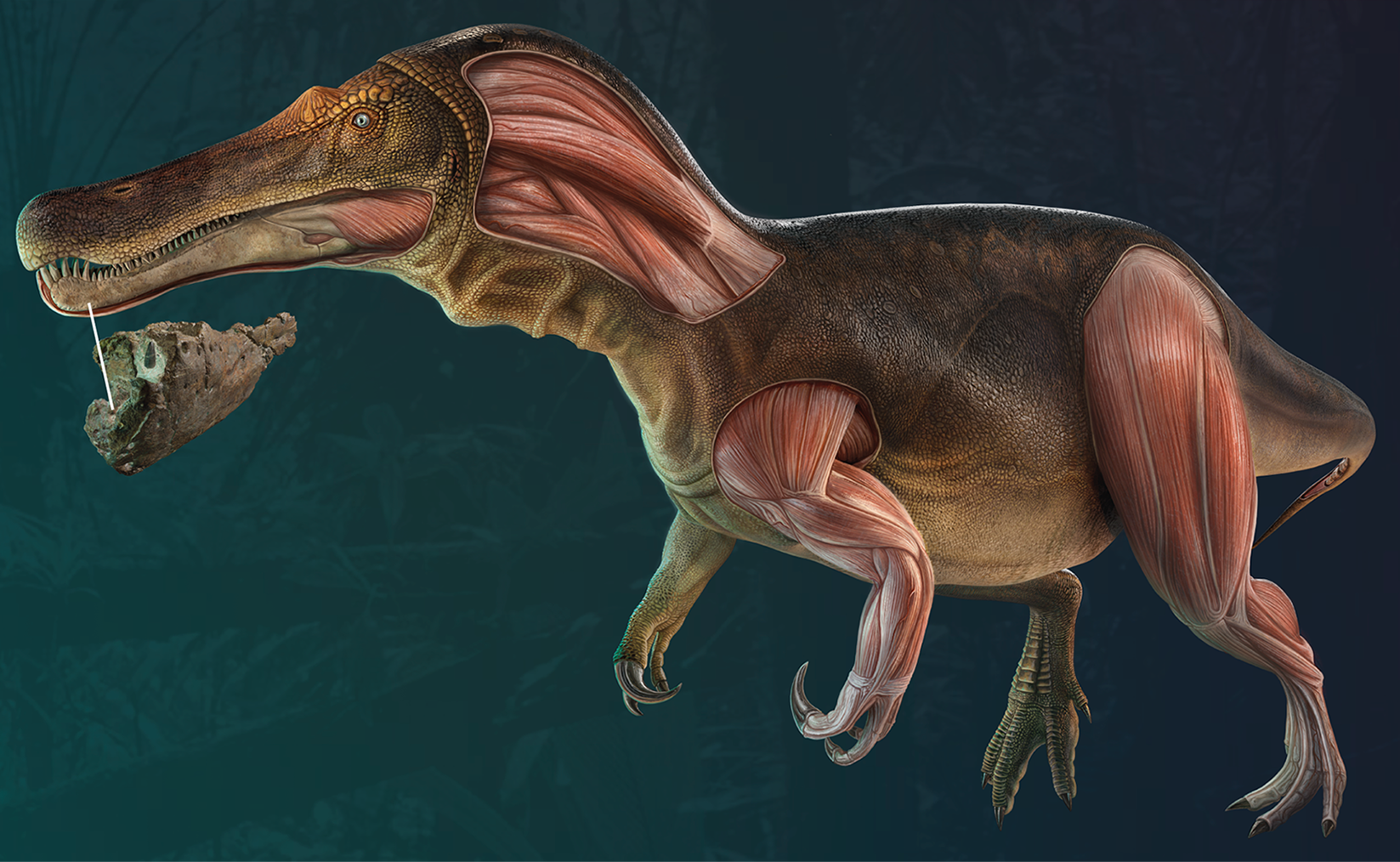 The new research shows that Spinosaurs were abundant in Western Europe during the Cretaceous, and that it was in this part of the world where they emerged — possibly during the Jurassic.  (Image: Mateus, Estraviz-López et al., 2022, PLOS ONE, CC-BY 4.0)