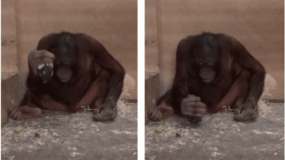 Orangutans Got Suspiciously Close to Inventing Stone Tools in New Zoo Experiments