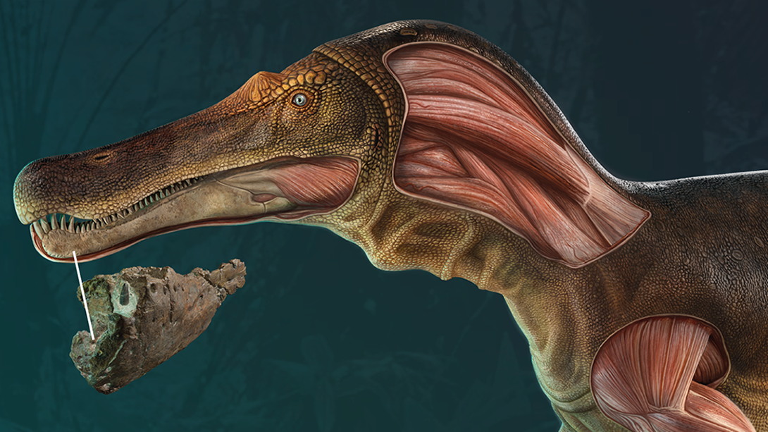 Reconstructed view of the newly described Spinosaurus, showing a recovered bone and inferred musculature.  (Image: Mateus, Estraviz-López et al., 2022, PLOS ONE, CC-BY 4.0)