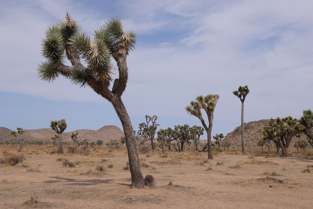 Joshua trees (Yucca brevifolia) stand in Joshua Tree National Park on July 23, 2021 (Photo: Sean Gallup, Getty Images)