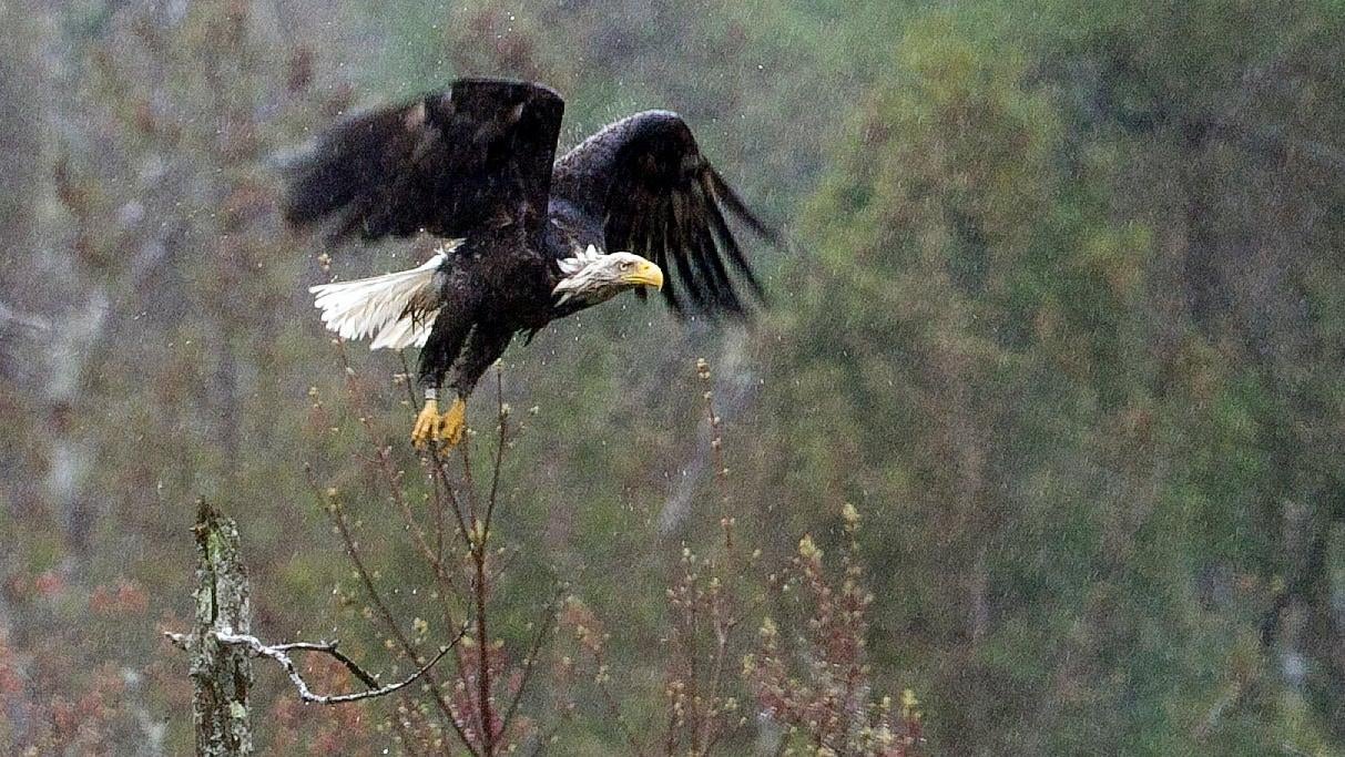 A bald eagle taking flight in Friendship, Maine.  (Photo: Robert F. Bukaty, AP)