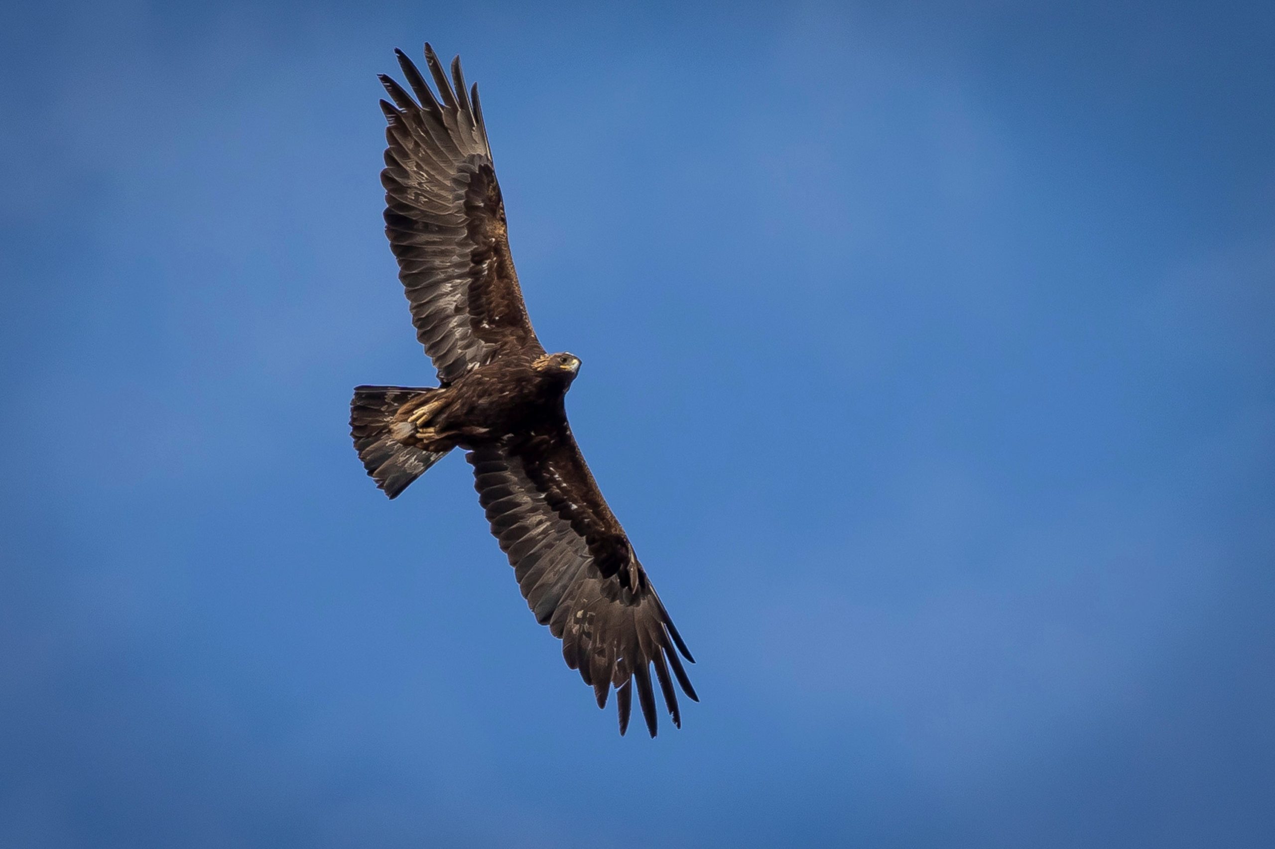 A golden eagle soaring over Utah.  (Photo: Spenser Heaps, AP)