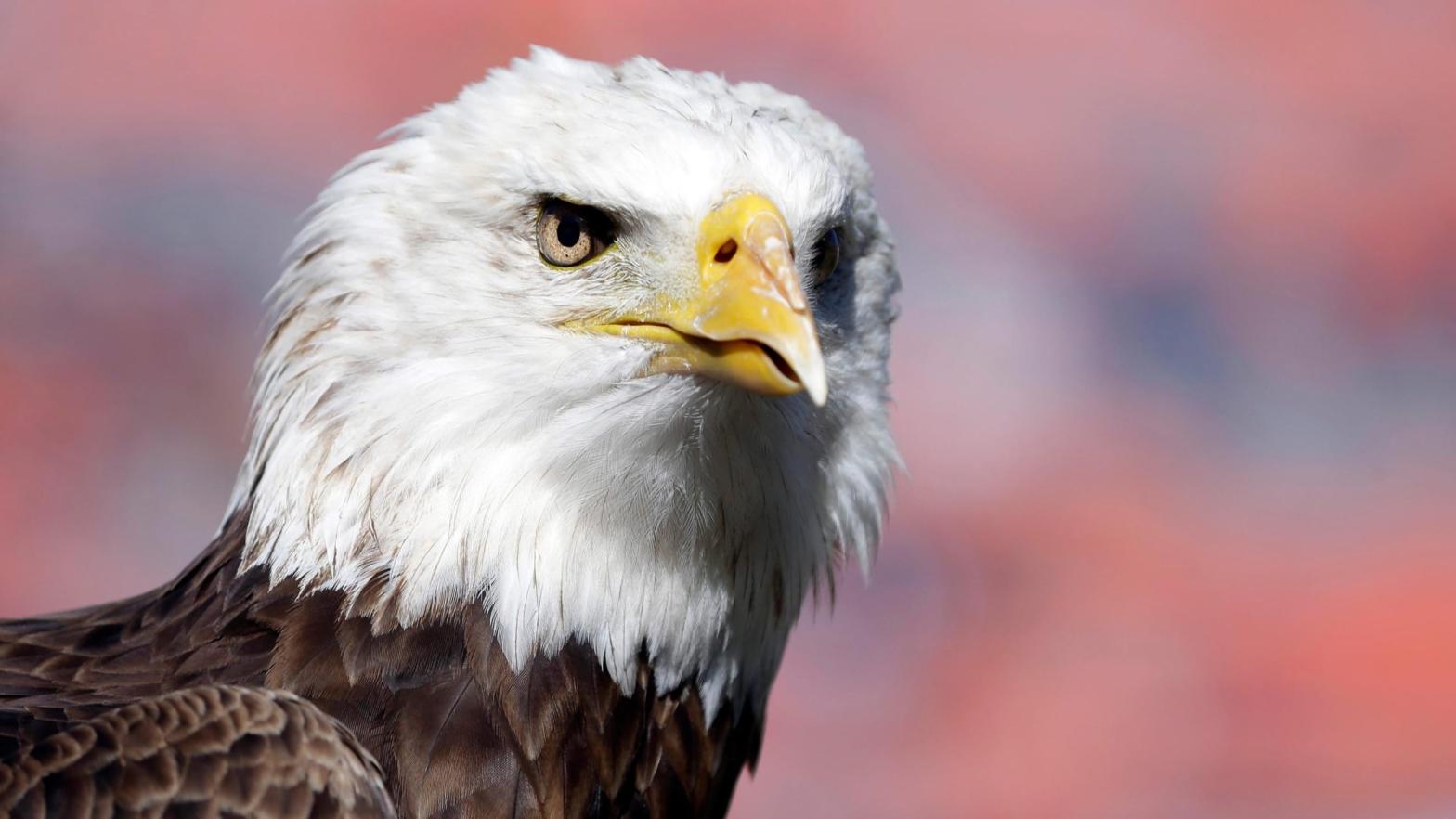 A bald eagle.  (Photo: Butch Dill, AP)