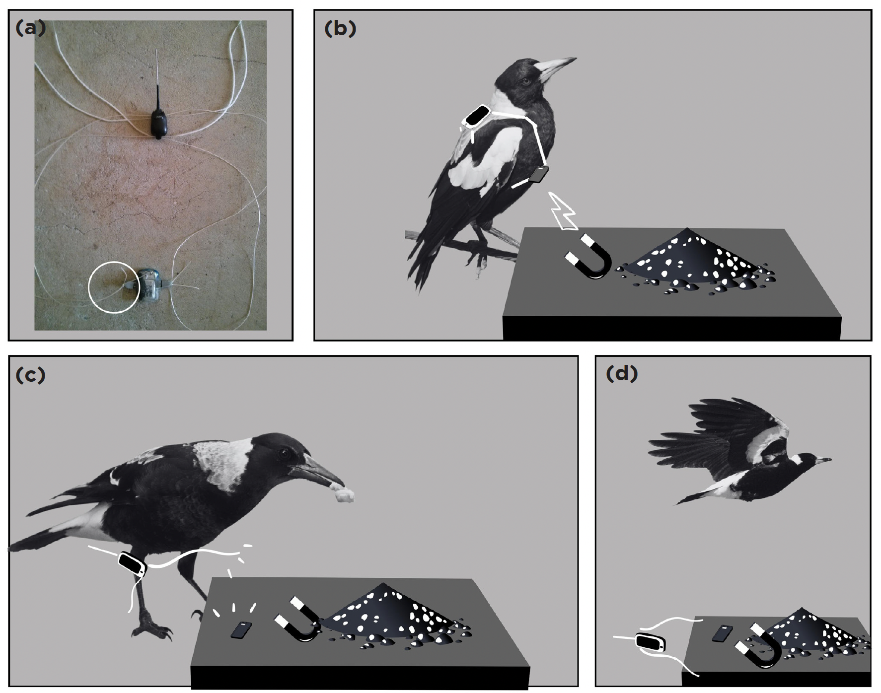 (a) The harness and tracker, (b)-(d) diagrams showing how the harness detaches through contact with a magnet. (Image: J. Crampton et al., 2022/Australian Field Ornithology)