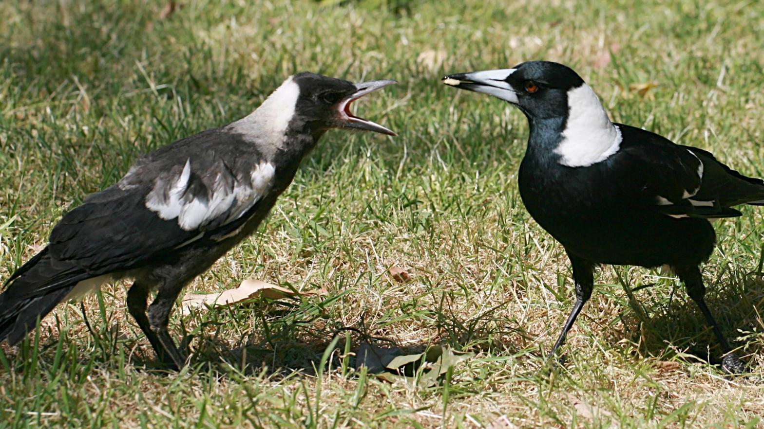 Australian magpies (not ones involved in the new study). (Photo: Toby Hudson, Fair Use)