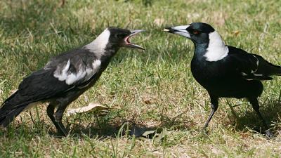 ‘The Birds Outsmarted Us’: Magpies Help Each Other Remove Scientists’ Tracking Devices