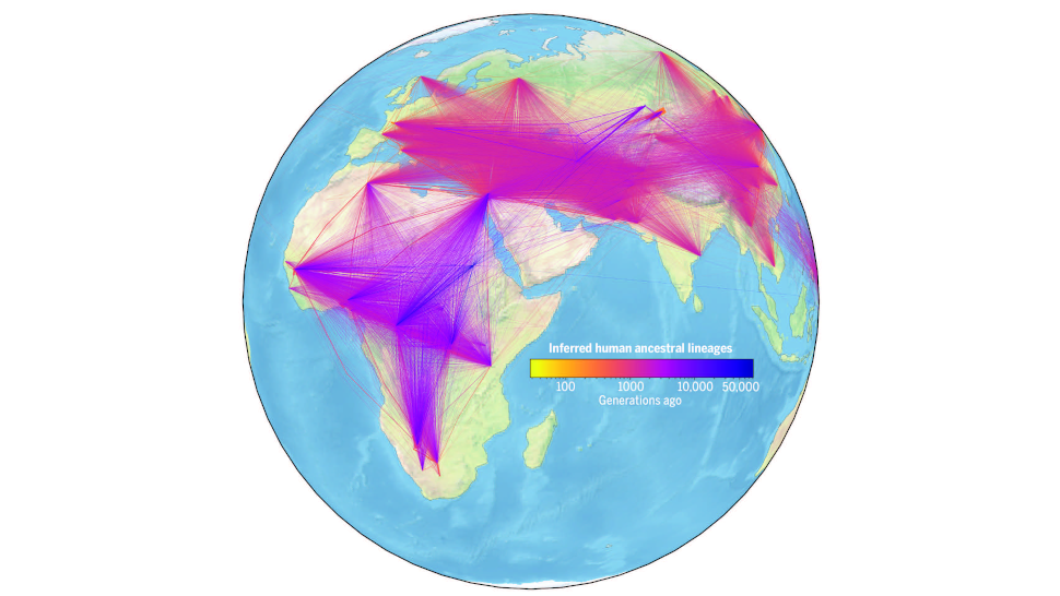 A visualisation showing the inferred human ancestral lineages over time and geographical location. Each line represents an ancestral relationship; the line's width shows the frequency of the relationship. Colour indicates the estimated age of the ancestor.  (Image: Reproduced, with permission, from Wohns et al., A unified genealogy of modern and ancient genomes. Science (2022). doi: 10.1126/science.abi8264.)