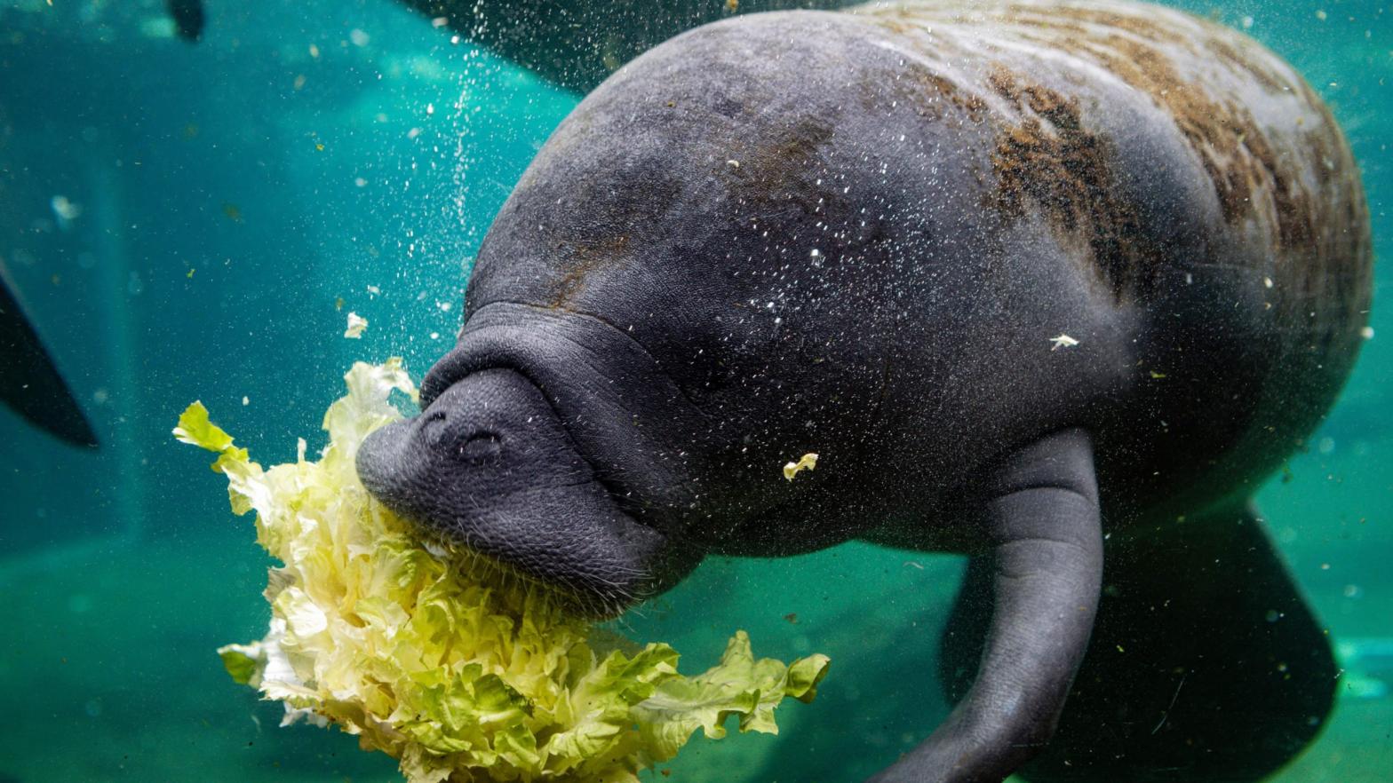 A manatee munches on lettuce in a Florida rehabilitation centre last month. (Photo: Eva Marie UZCATEGUI / AFP, Getty Images)