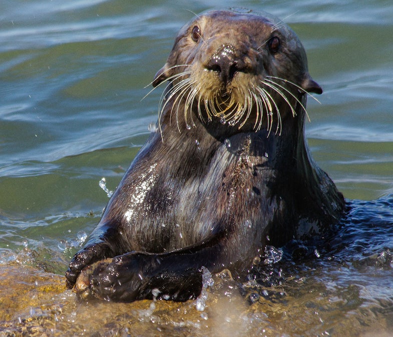 An otter strikes a mussel against a rock to open it. (Photo: Monterey Bay Aquarium, Jessica Fujii. Haslam et al. 2019. Wild sea otter mussel pounding leaves archaeological traces. Scientific Reports)