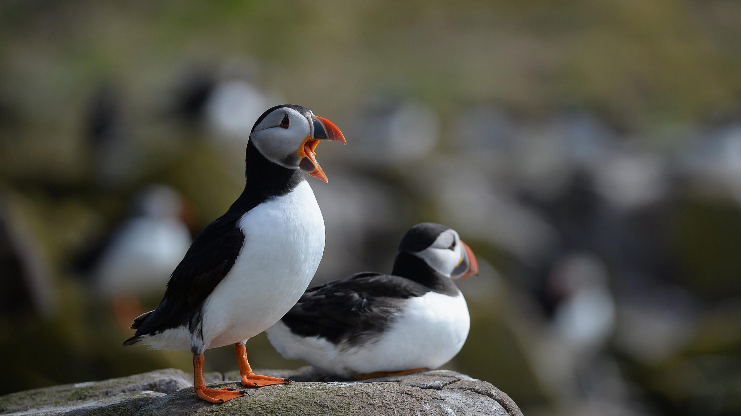Puffins on the Farne Islands. (Photo: Jeff J Mitchell, Getty Images)