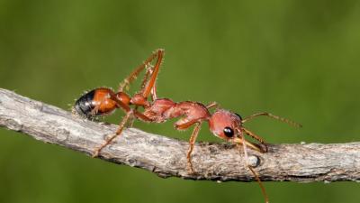 In a Wild Turn of Events, Bull Ant Venom Could Treat Long-Term Pain