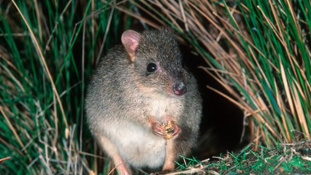 Extinction Crisis: Native Mammals Are Disappearing in Northern Australia, but Only a Few People Are Watching
