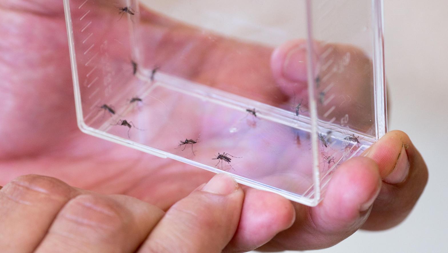 A plastic container containing Aedes aegypti mosquitoes  (Photo: Allison Shelley/For The Washington Post, Getty Images)
