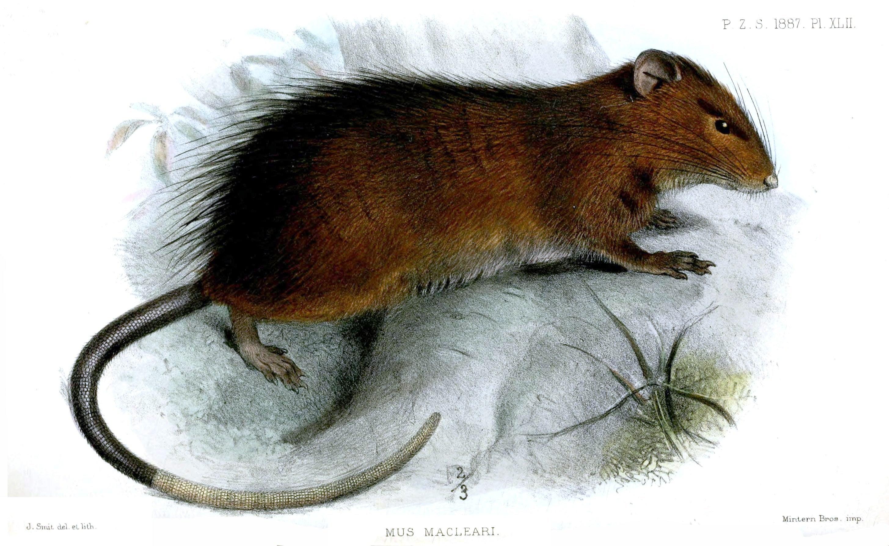 Scientists Think They Could Resurrect an Extinct Rat but Don’t Really Want To