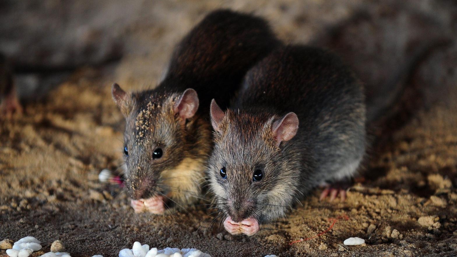 Rats like these, in India, serve as a useful genetic blueprint for their extinct comrades. (Photo: AFP PHOTO/ SANJAY KANOJIA, Getty Images)