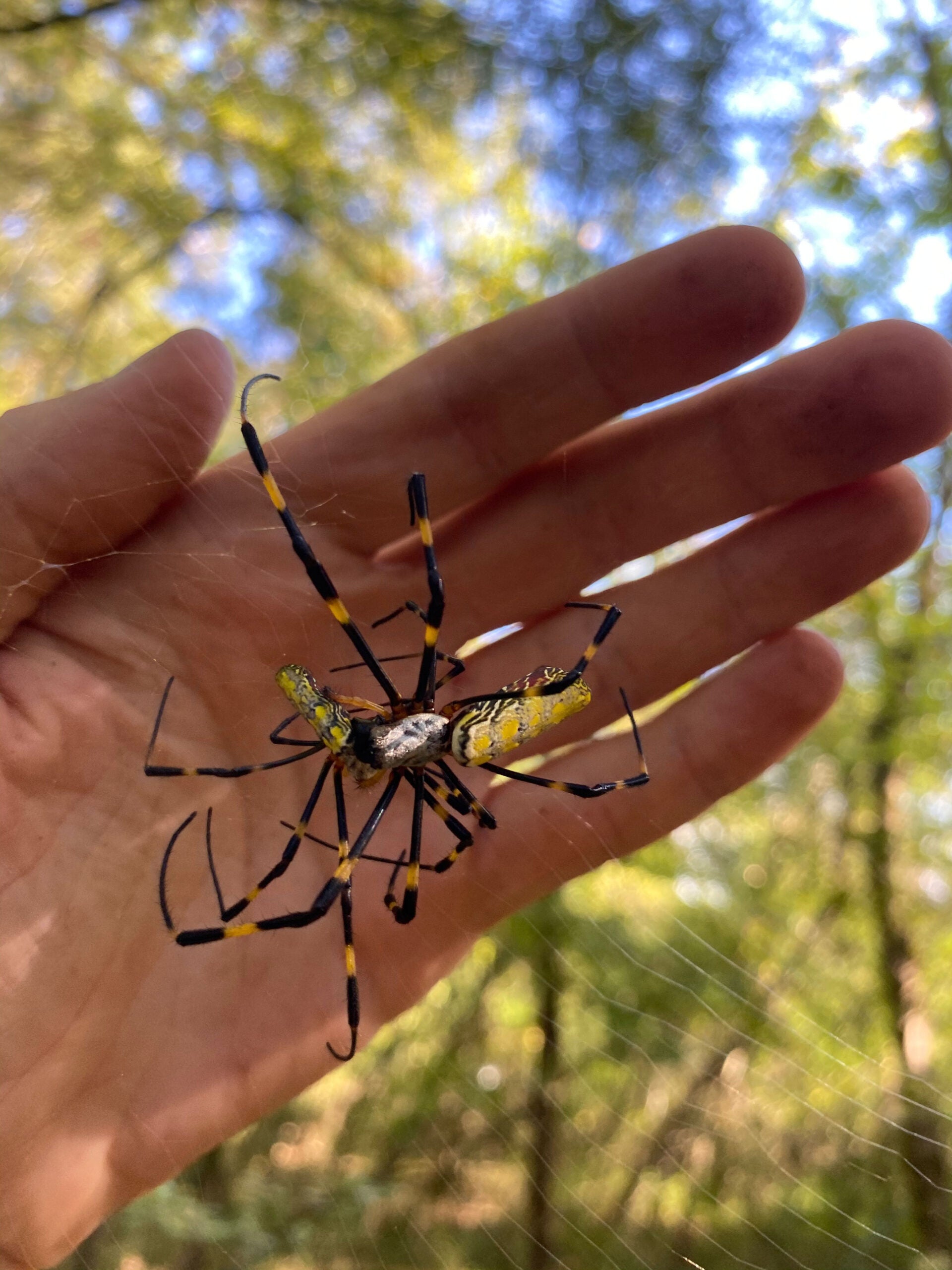A Joro spider next to human hand for comparison.  (Photo: Ben Frick/UGA)