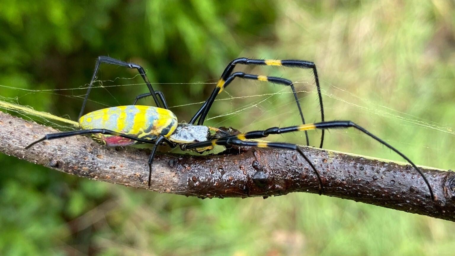 A female Joro spider.  (Photo: Ben Frick/UGA)