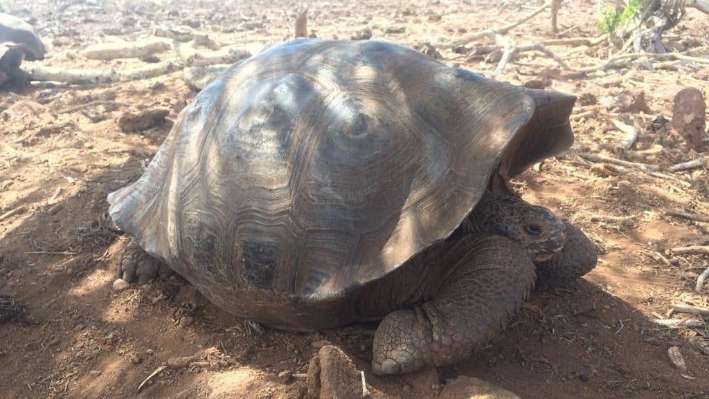 A San Cristóbal Island giant tortoise living in the lower reaches of the island. (Photo: James Gibbs, Galápagos Conservancy)
