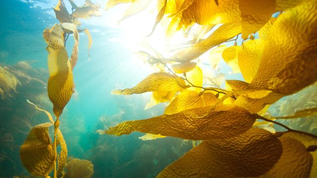 Seaweed May Not Be a Silver Bullet for Carbon Storage After All