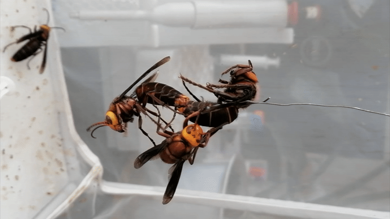 Two drones mate with an Asian giant hornet queen. (Gif: James Nieh)