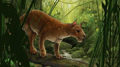 Fossil Reveals One of the First Saber-Toothed Mammals