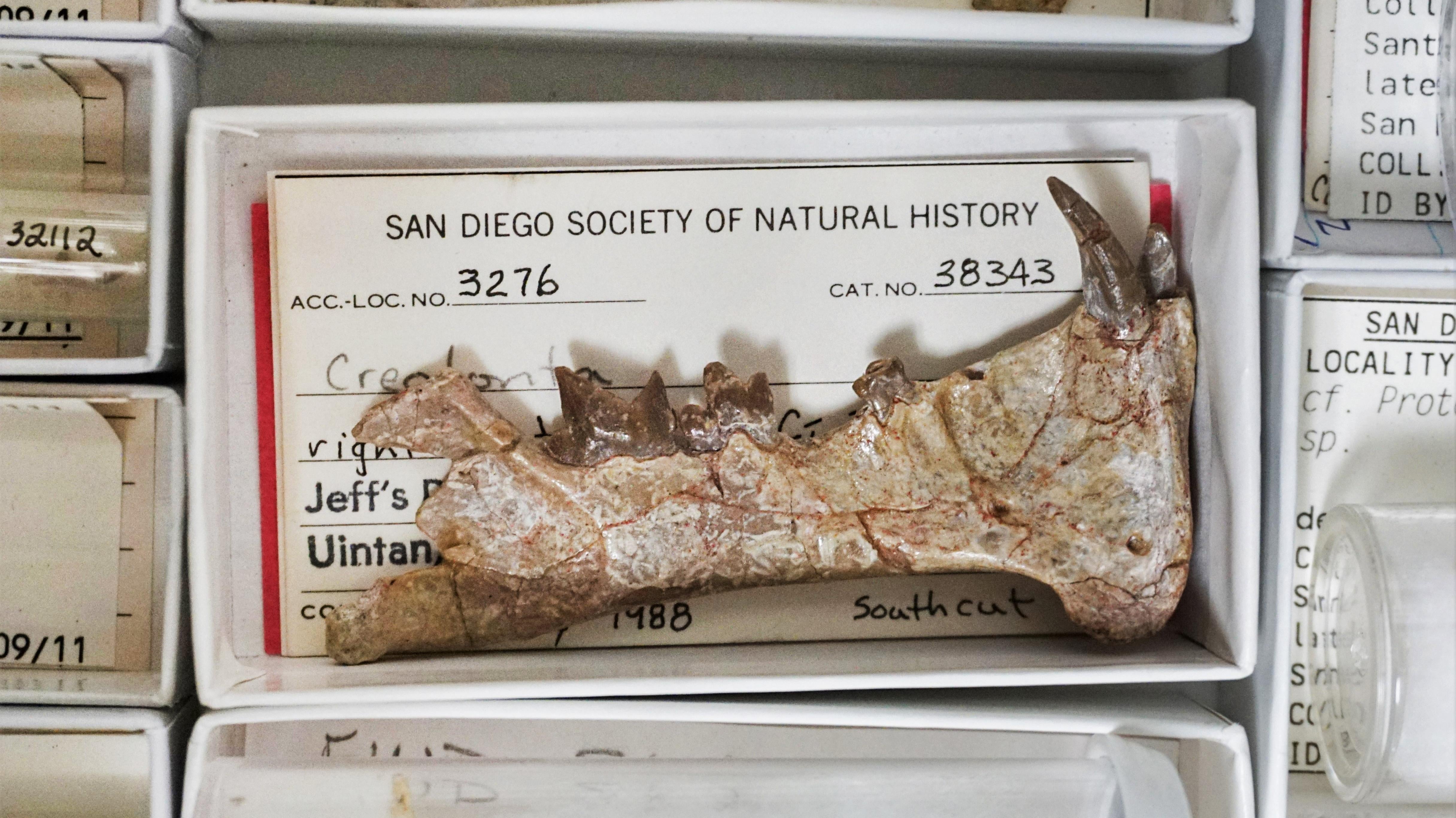 The jawbone belonging to Diegoaelurus.