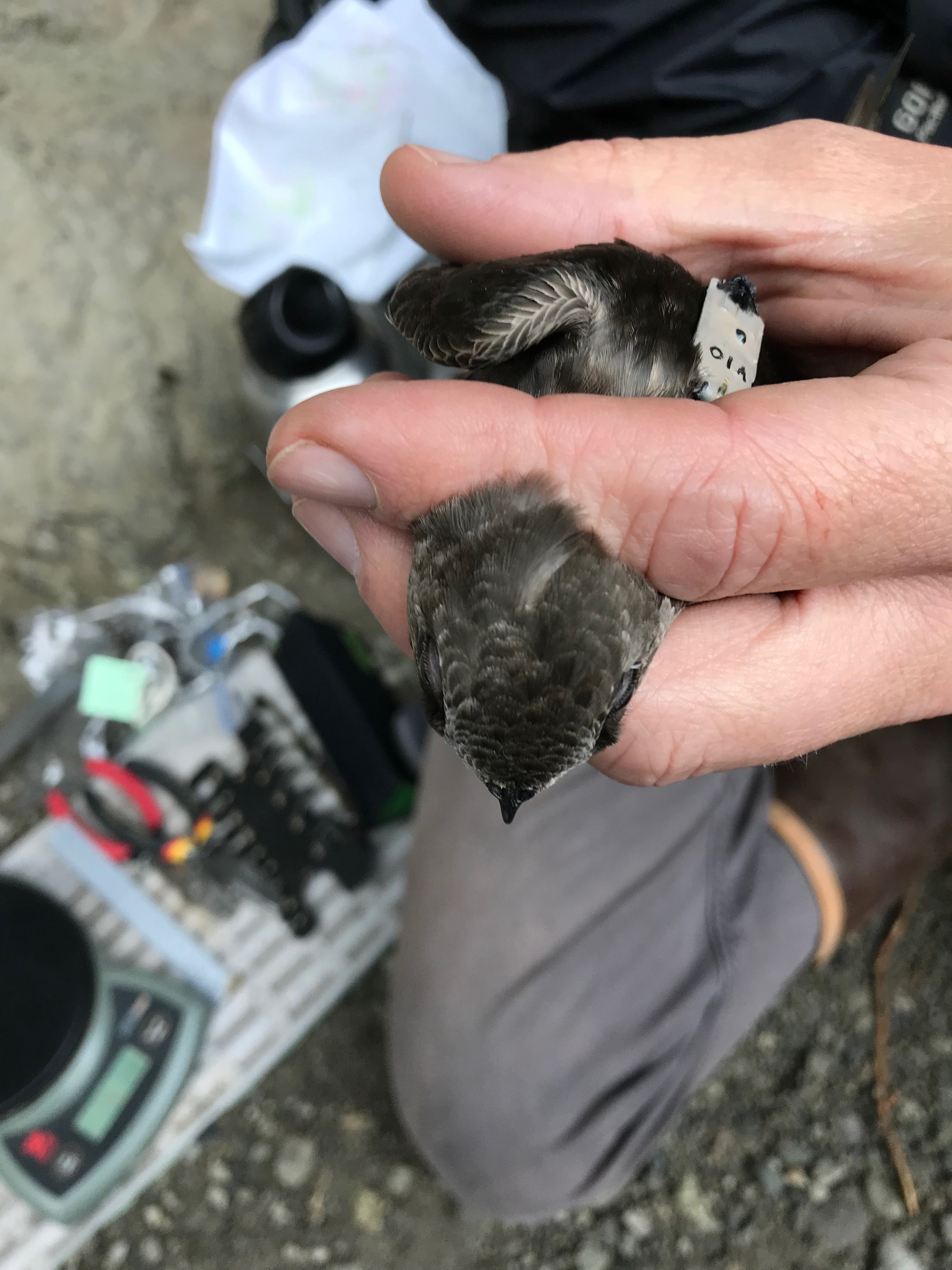 A black swift being outfitted with a data logger. (Photo: Rob Stark)