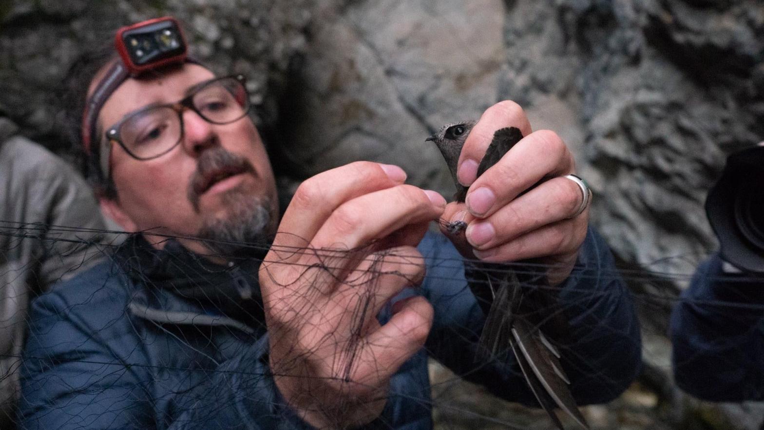 Rob Sparks extracting a black swift from a mist net at Zapata Falls. (Photo: Maddie Jorden)