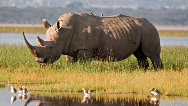 Could Artificial Eggs Save the Northern White Rhino From Extinction? Scientist Are Giving It a Crack