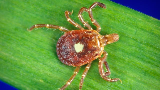 An Emerging Virus Has Now Been Spotted in Georgia’s Ticks