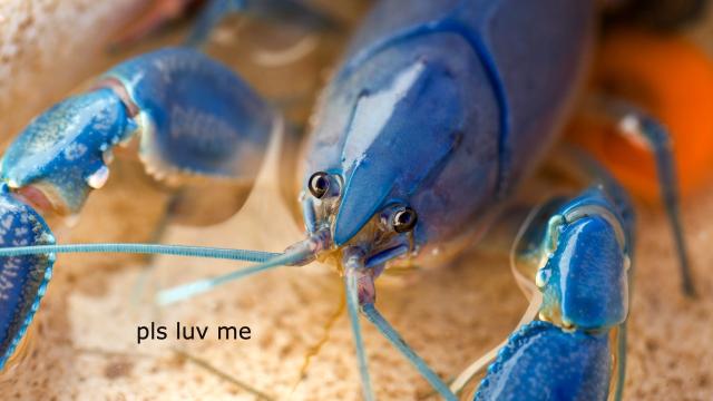 The Ugly Ducklings of the Crustacean World: Why Yabbies Deserve Your Love