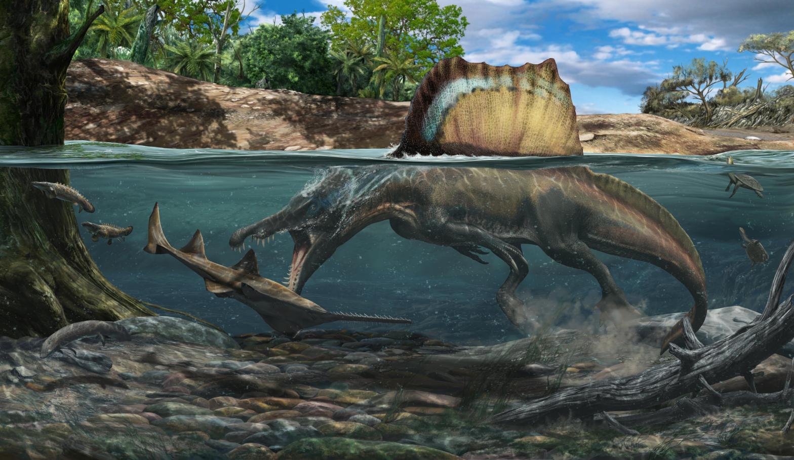 Artist's conception of Spinosaurus hunting a large Onchopristis. (Illustration: Davide Bonadonna)