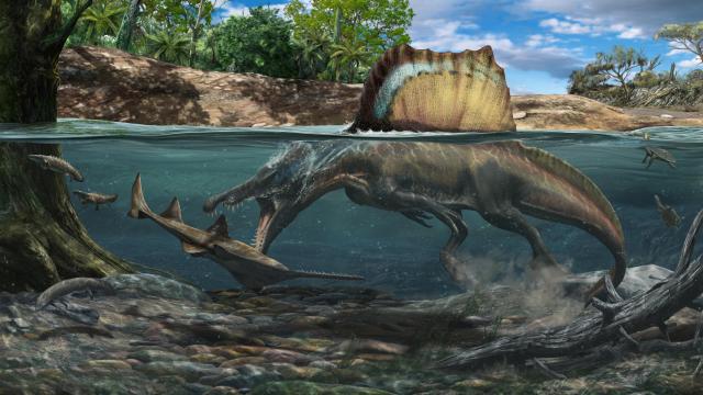 Largest Meat-Eating Dino Was a True Swimmer and Had the Dense Bones to Prove It