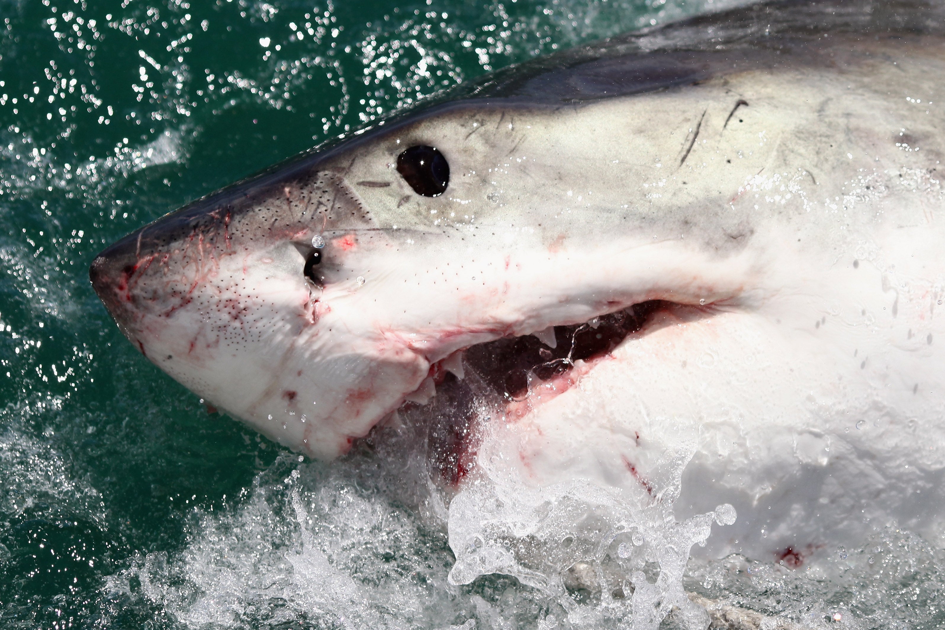 Countershading on a great white shark seen off South Africa in 2009. (Photo: Dan Kitwood, Getty Images)