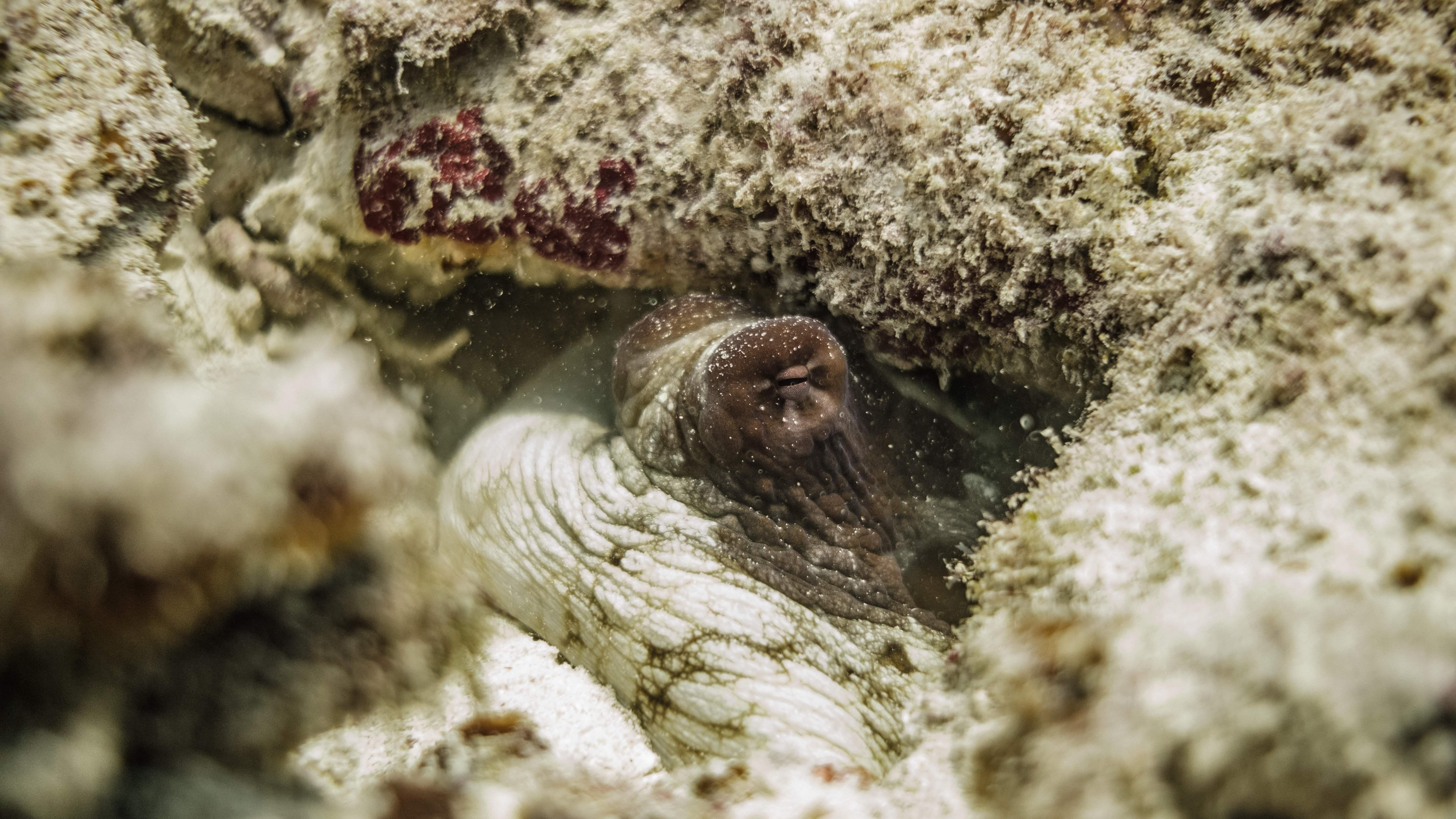 An octopus peering out from amid some rocks. (Photo: Sumy Sadurni / AFP, Getty Images)