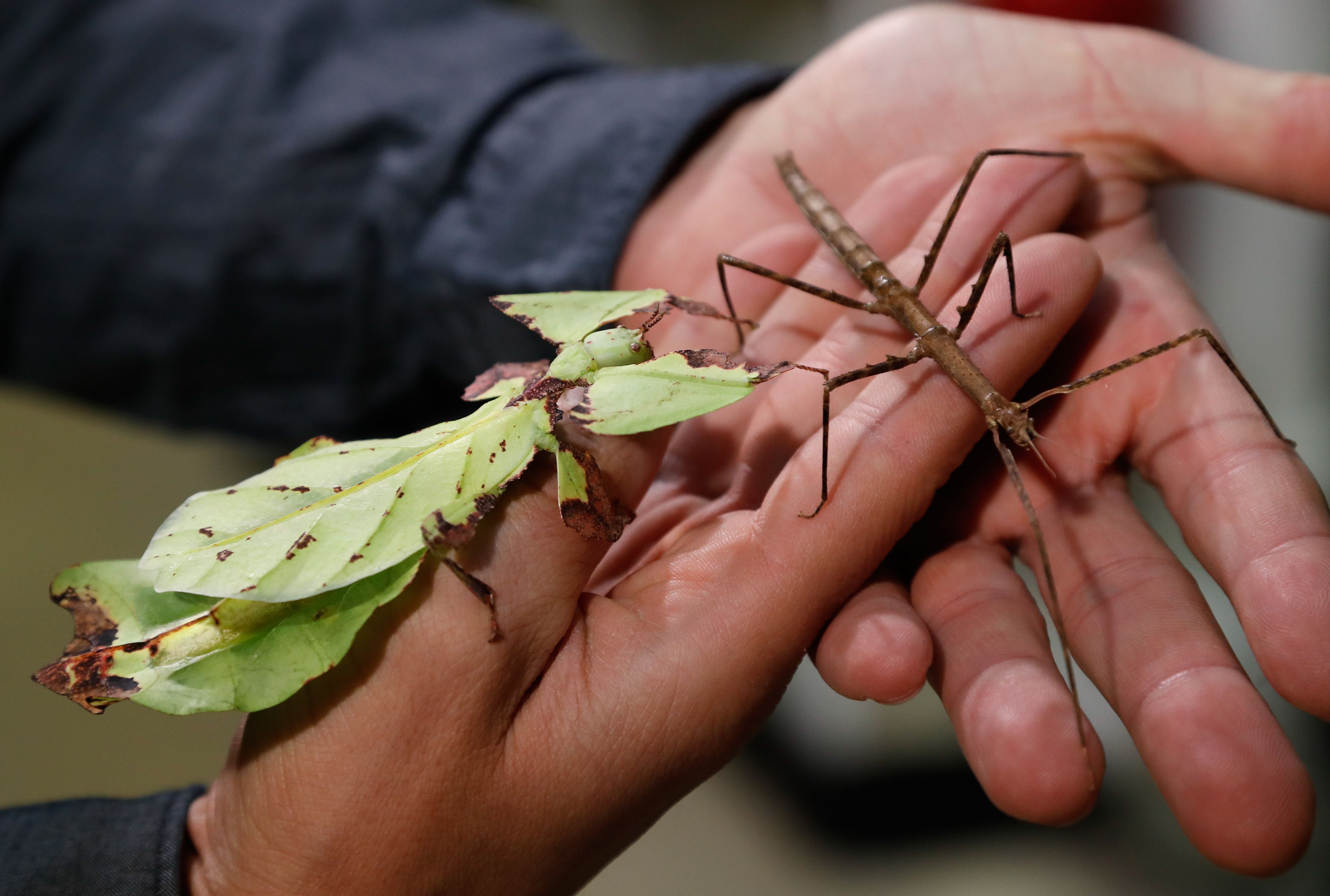 Two species of Phasmatodea in Paris in 2018. (Photo: FRANCOIS GUILLOT/AFP, Getty Images)
