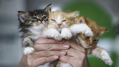 Scientists Are Inching Closer to Creating Truly Hypoallergenic Cats