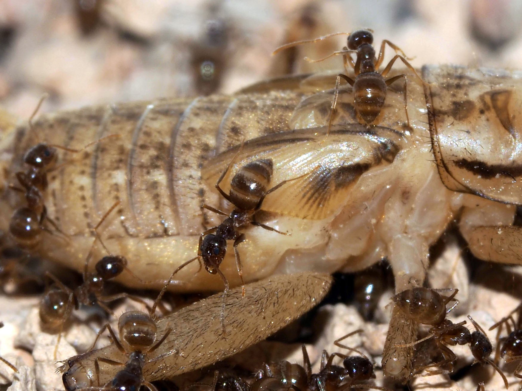 Tawny crazy ants feeding on a cricket.  (Photo: Lawrence E. Gilbert.)