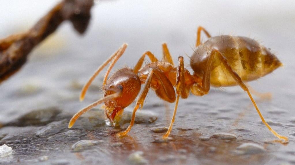 A tawny crazy ant. (Photo: Alex Wild/University of Texas at Austin)