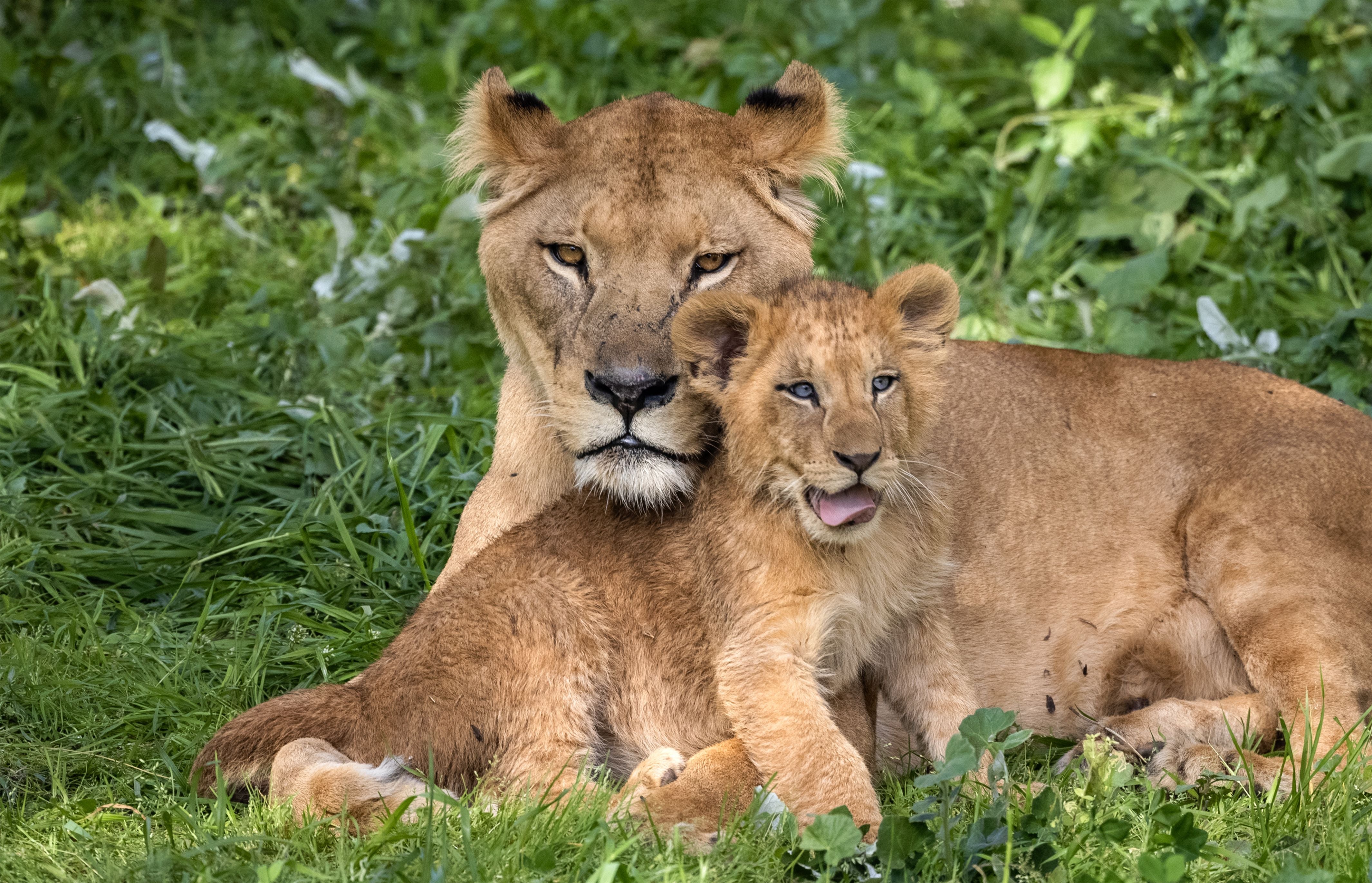 A Barbary lionesss and her cub at the Rabat Zoo in Morocco  (Photo: FADEL SENNA/AFP, Getty Images)