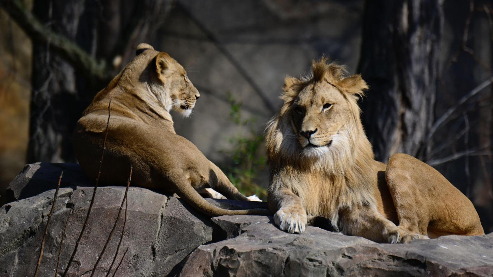 Lions in an enclosure at the Berlin Zoo. (Photo: TOBIAS SCHWARZ/AFP, Getty Images)