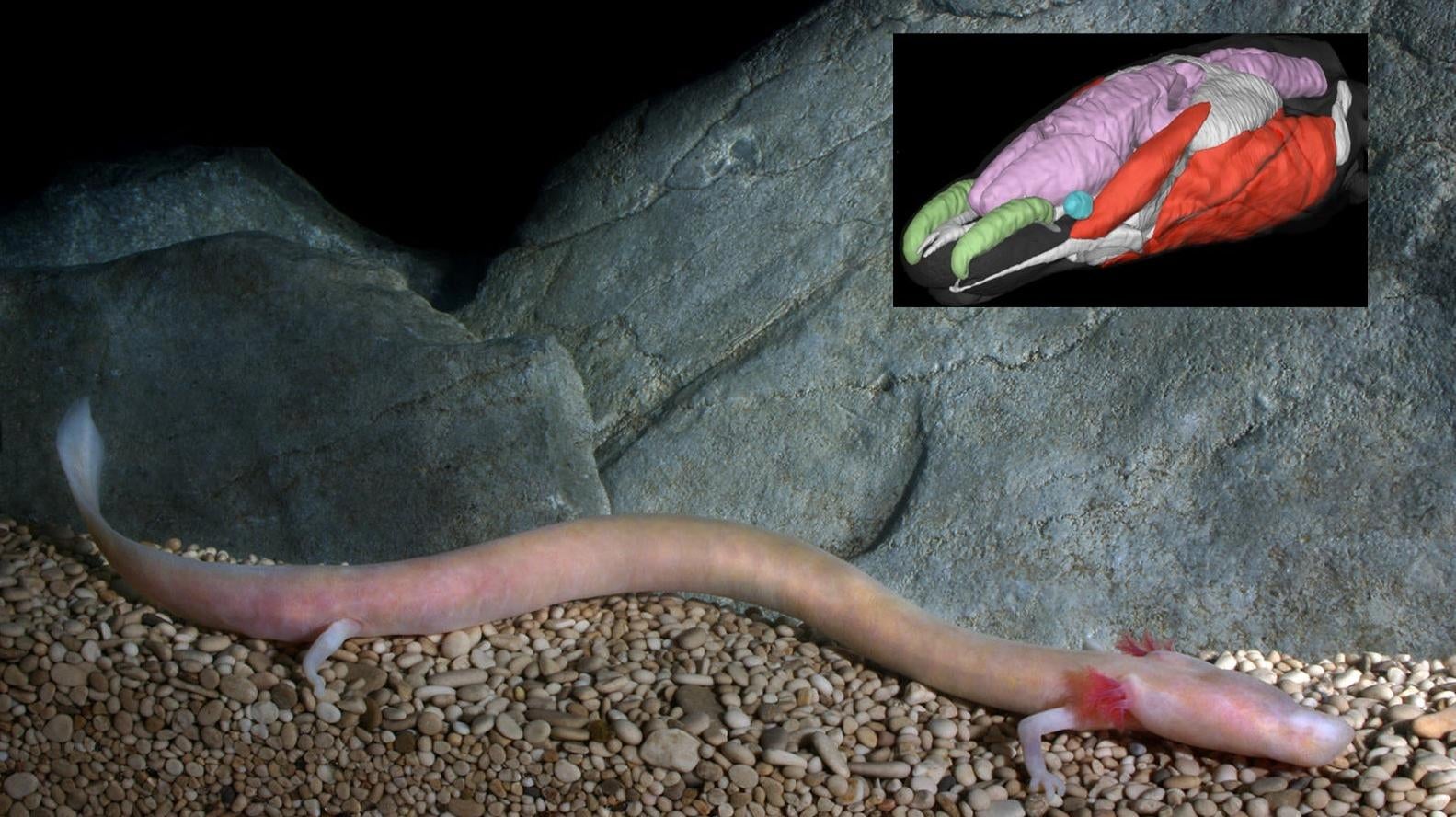 An olm, with an inset image of the 3D-scanned head. (Photo: Gregor Aljančič)