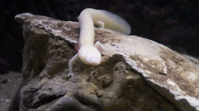 The cave salamander Proteus anguinus (Gif: Tesařová M et al. GigaScience 2022/Gizmodo)