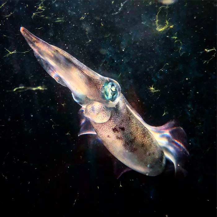 Rare Videos Show Captive Squid Changing Colour to Hide in Plain Sight